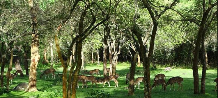 Baisipalli Wildlife Sanctuary